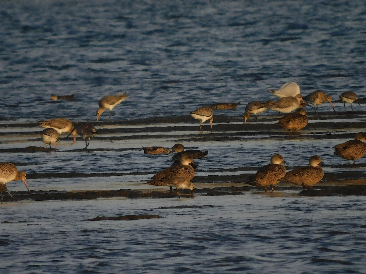 Bécasseau maubèche - ML647453904