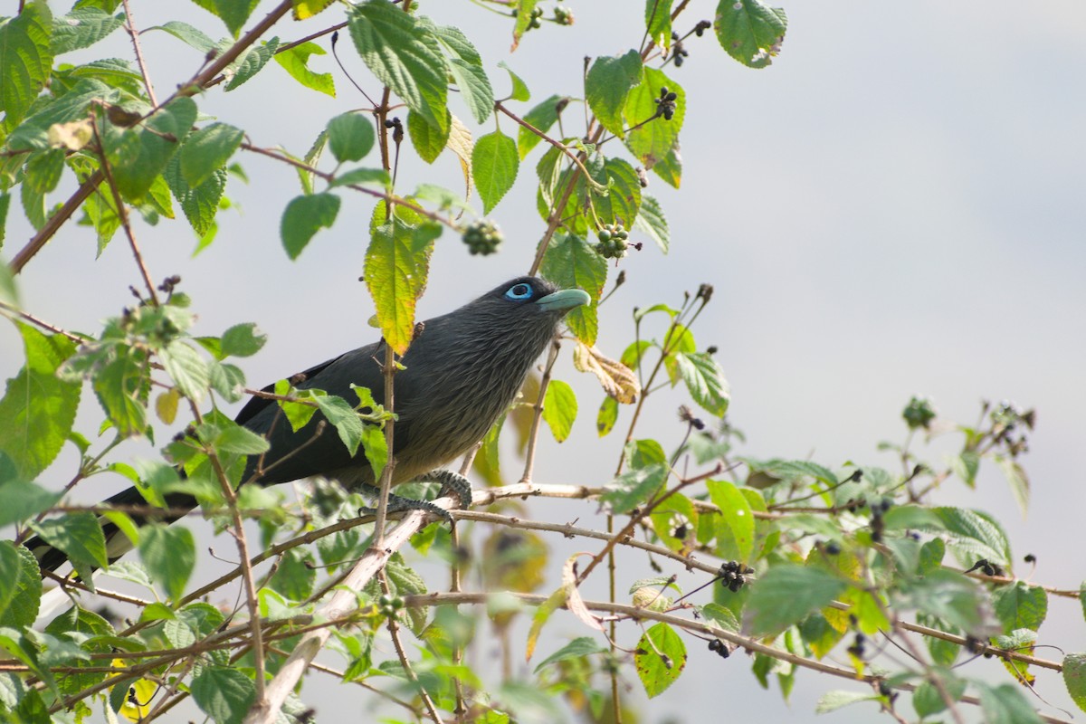 Синеглазая малкоа - ML647453914