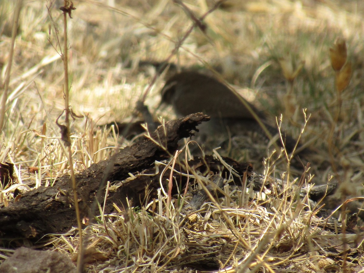 Troglodyte de Bewick - ML647453918