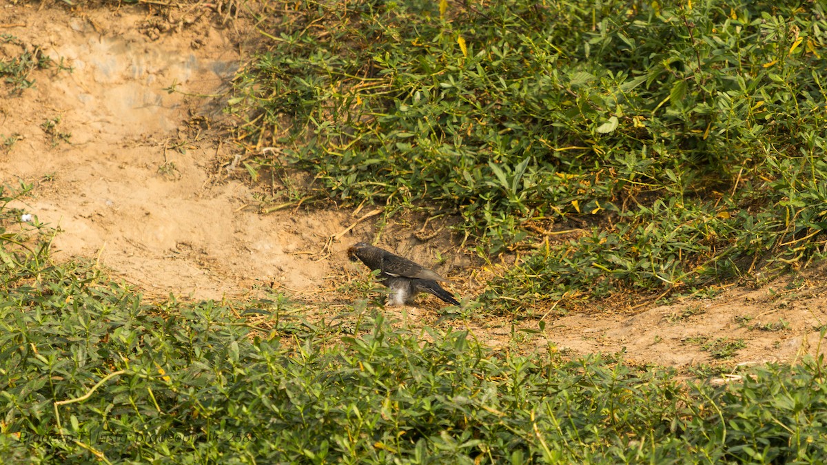 Gray-bellied Cuckoo - ML647453932