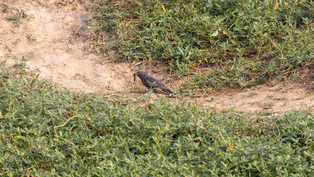 Gray-bellied Cuckoo - ML647453933