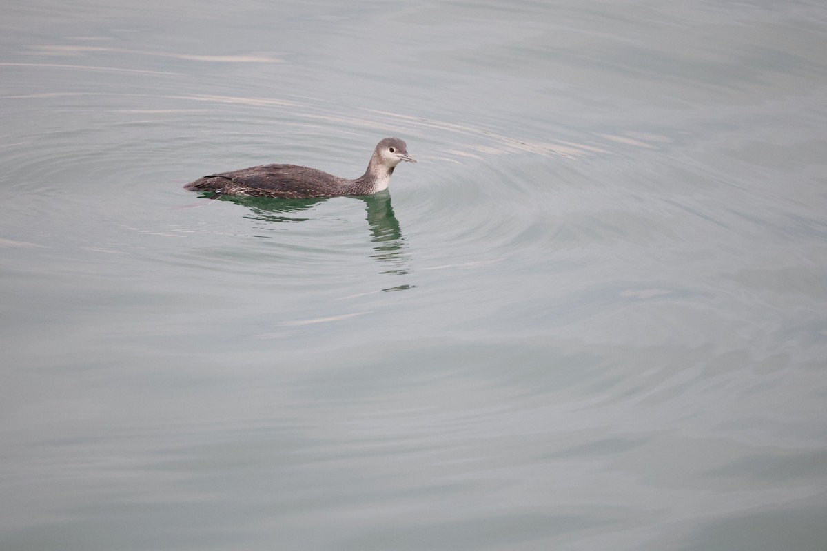 Red-throated Loon - ML647453936