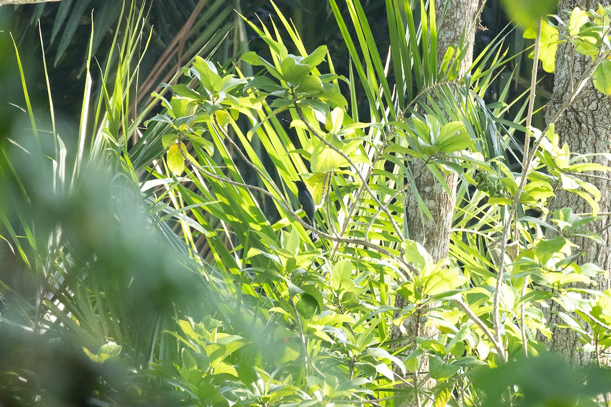 Square-tailed Drongo-Cuckoo - ML647453946