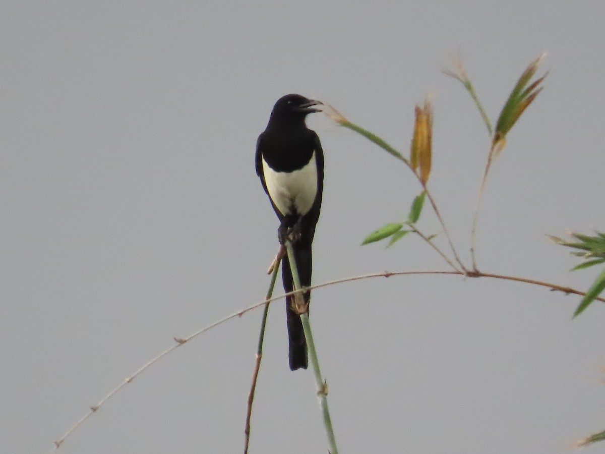 orientskjære - ML647453949