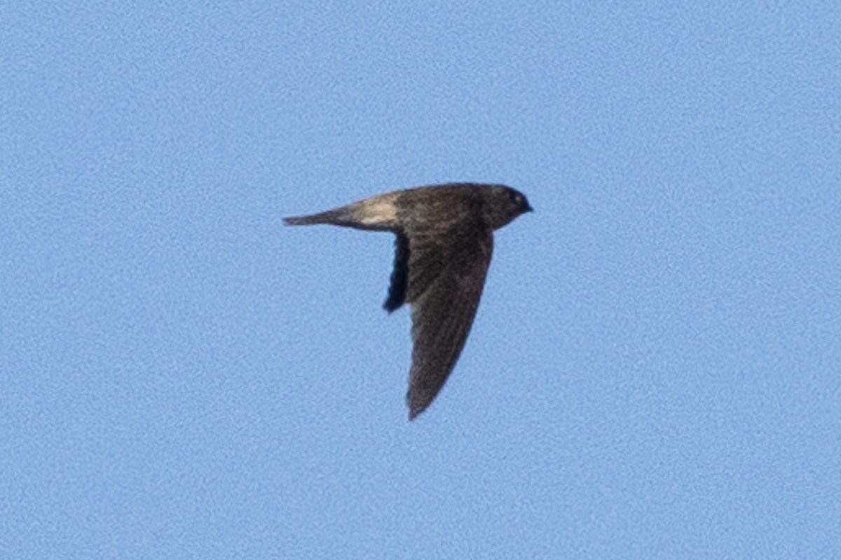 White-nest Swiftlet - ML647453950