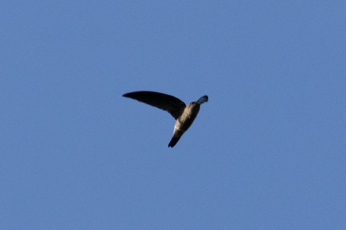 White-nest Swiftlet - ML647453952