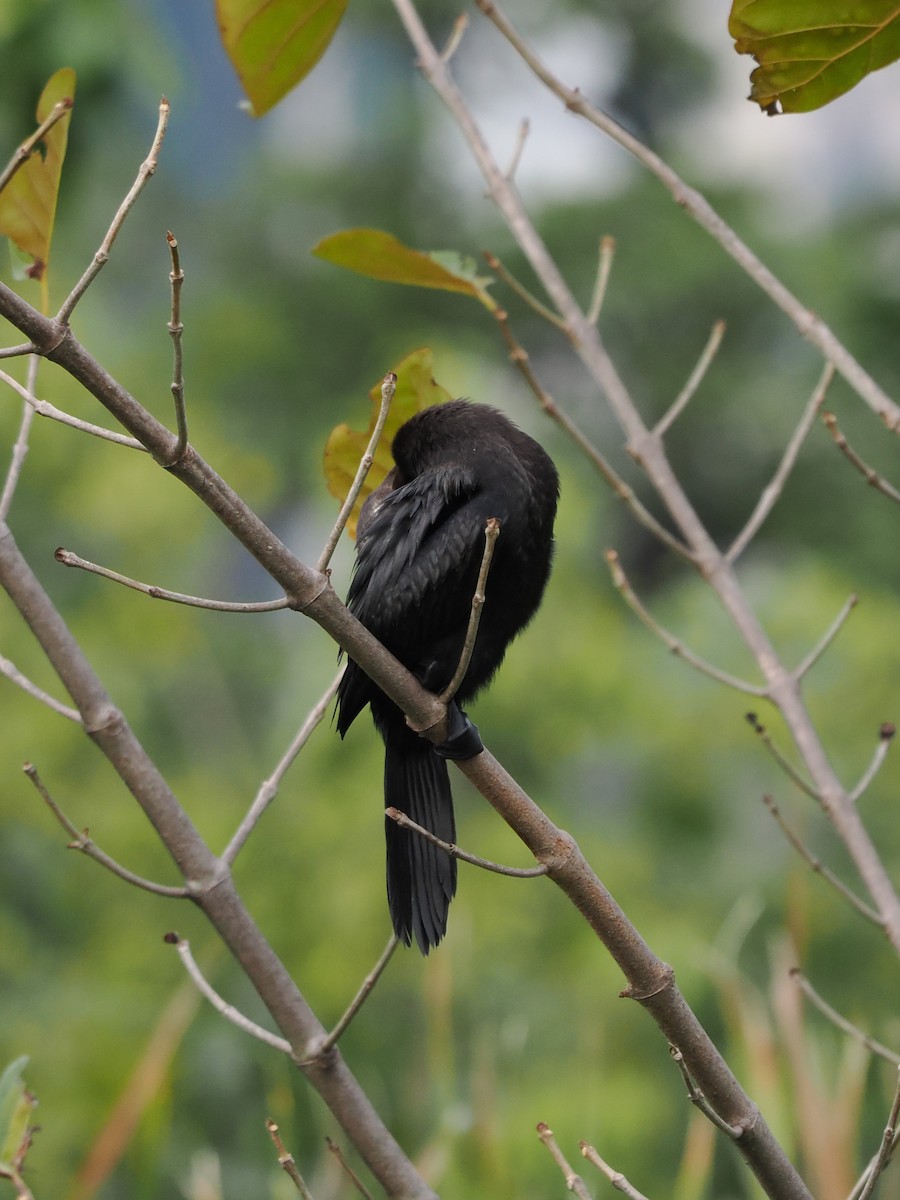 Little Cormorant - ML647453953