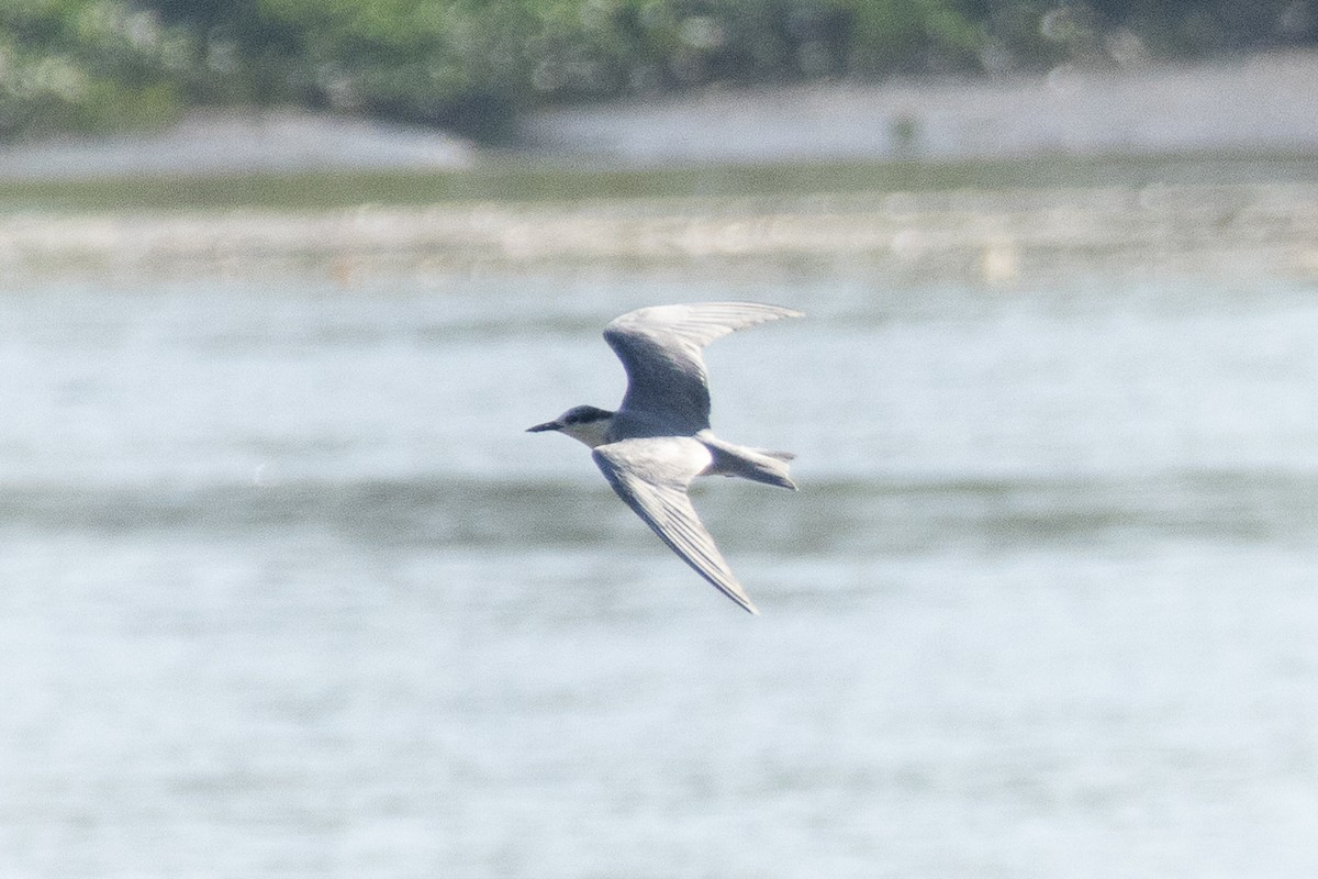 Little Tern - ML647453954