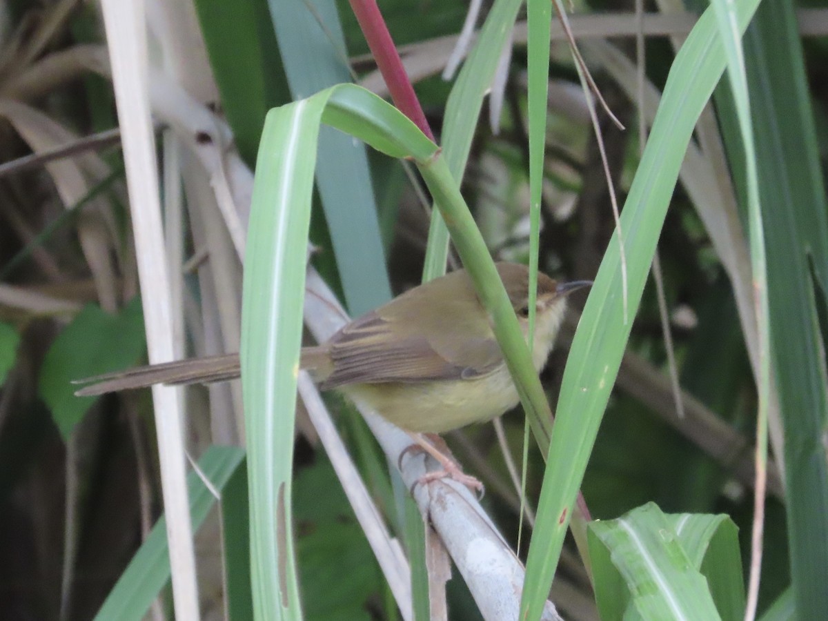 Plain Prinia - ML647453959