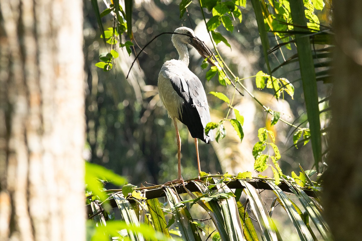 Asian Openbill - ML647453960