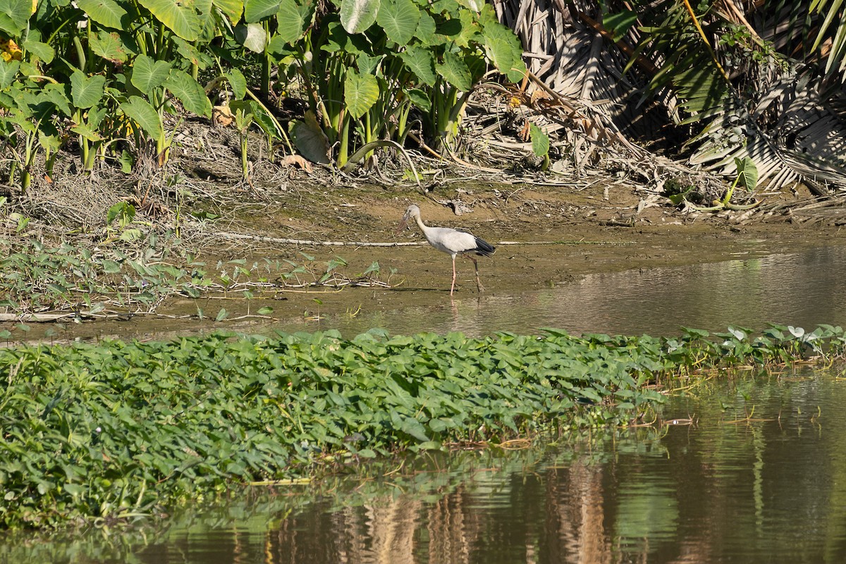 Asian Openbill - ML647453961