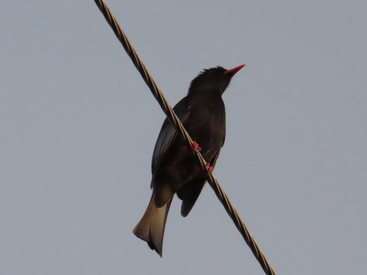 Black Bulbul (Gray-winged) - ML647453962