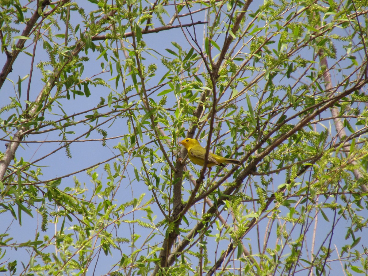 Wilson's Warbler - ML647453963
