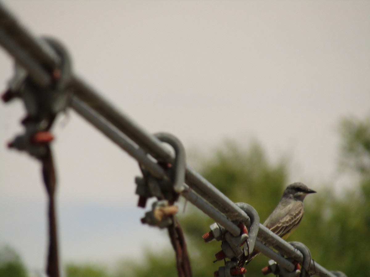Cassin's Kingbird - ML647453964