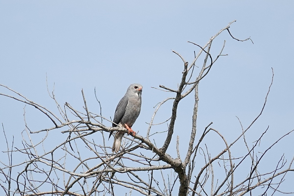 Lizard Buzzard - ML647453966