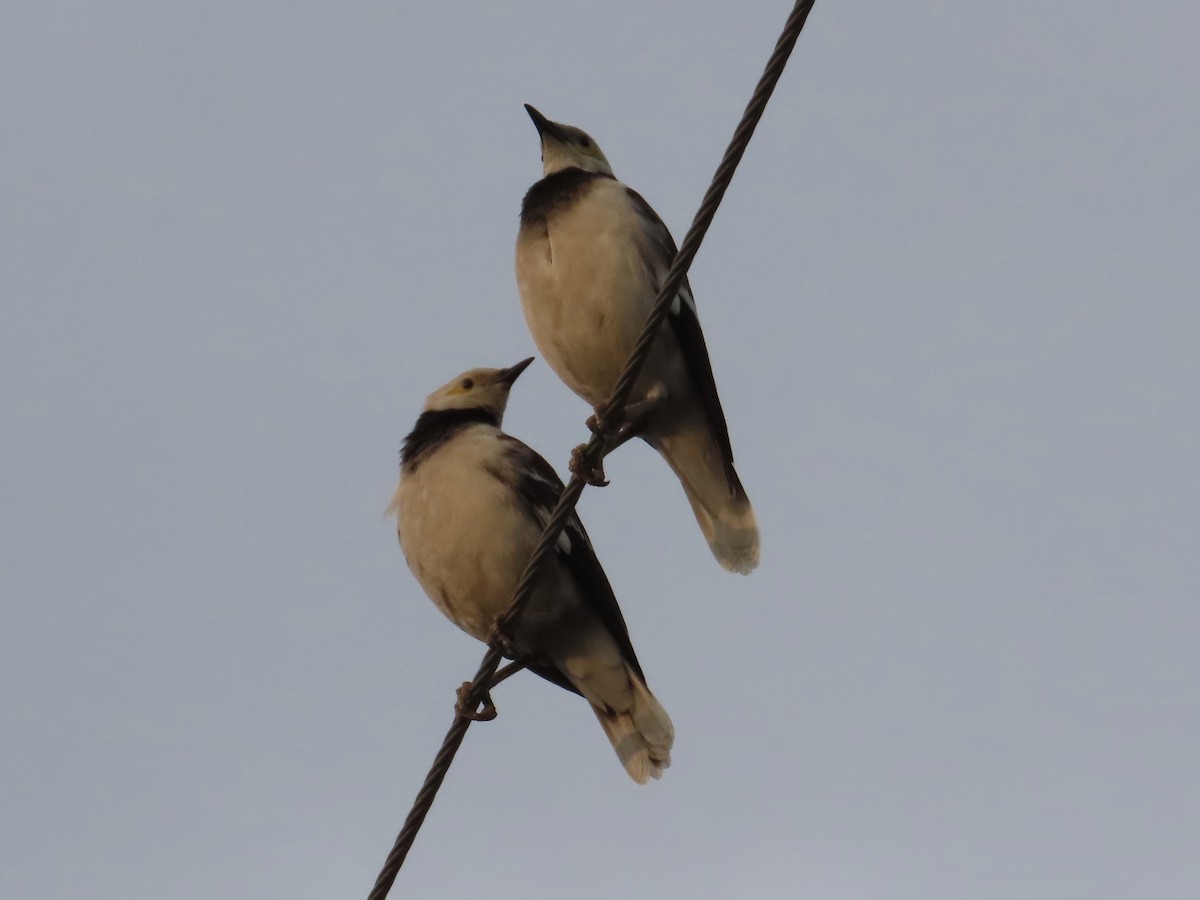 Black-collared Starling - ML647453968