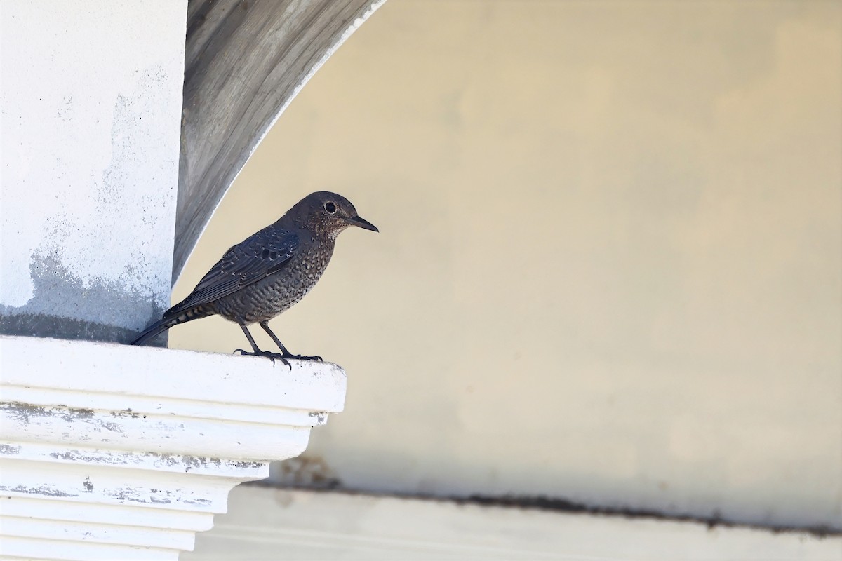 Blue Rock-Thrush - ML647453969