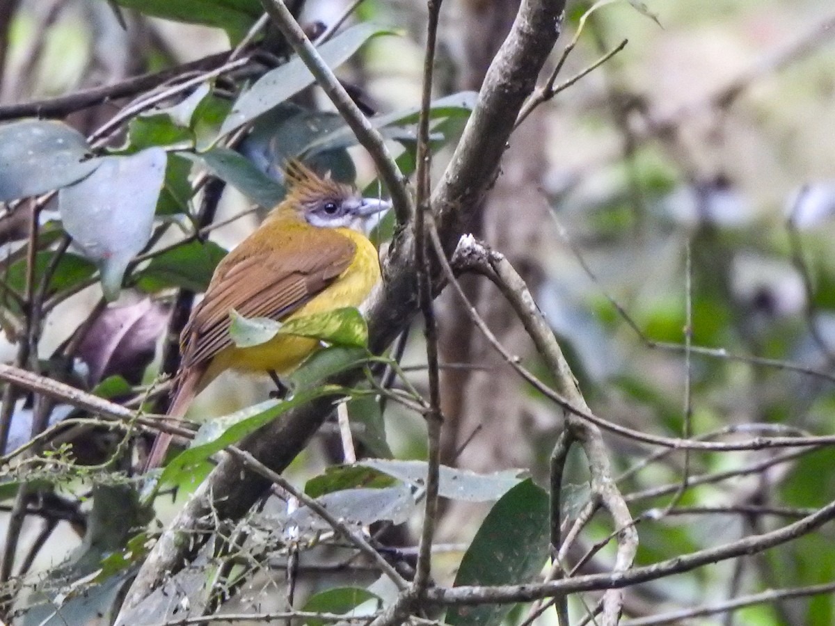 White-throated Bulbul - ML647453973