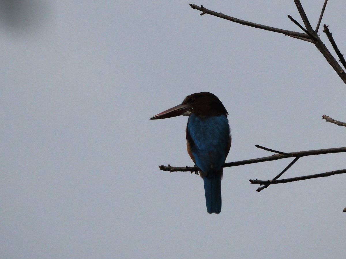 White-throated Kingfisher - ML647453974