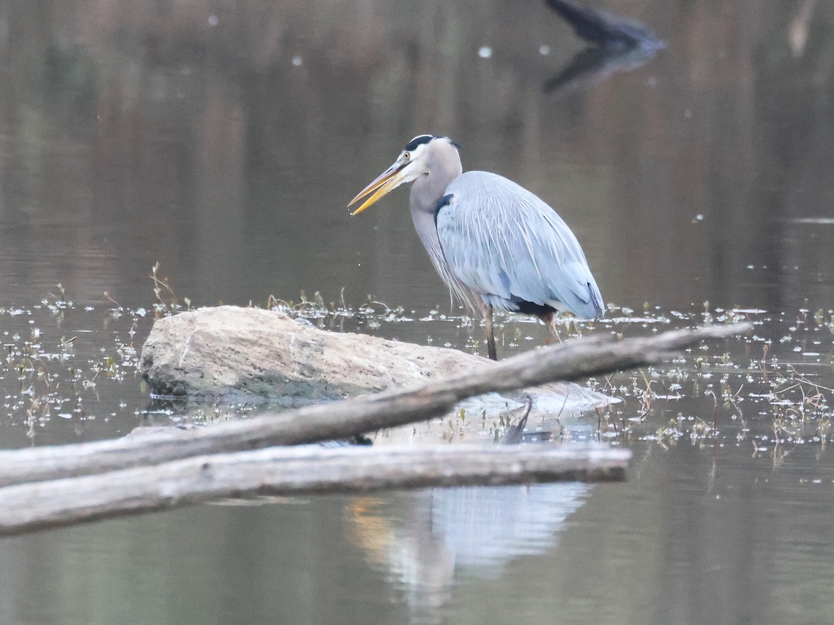 Great Blue Heron - ML647453975