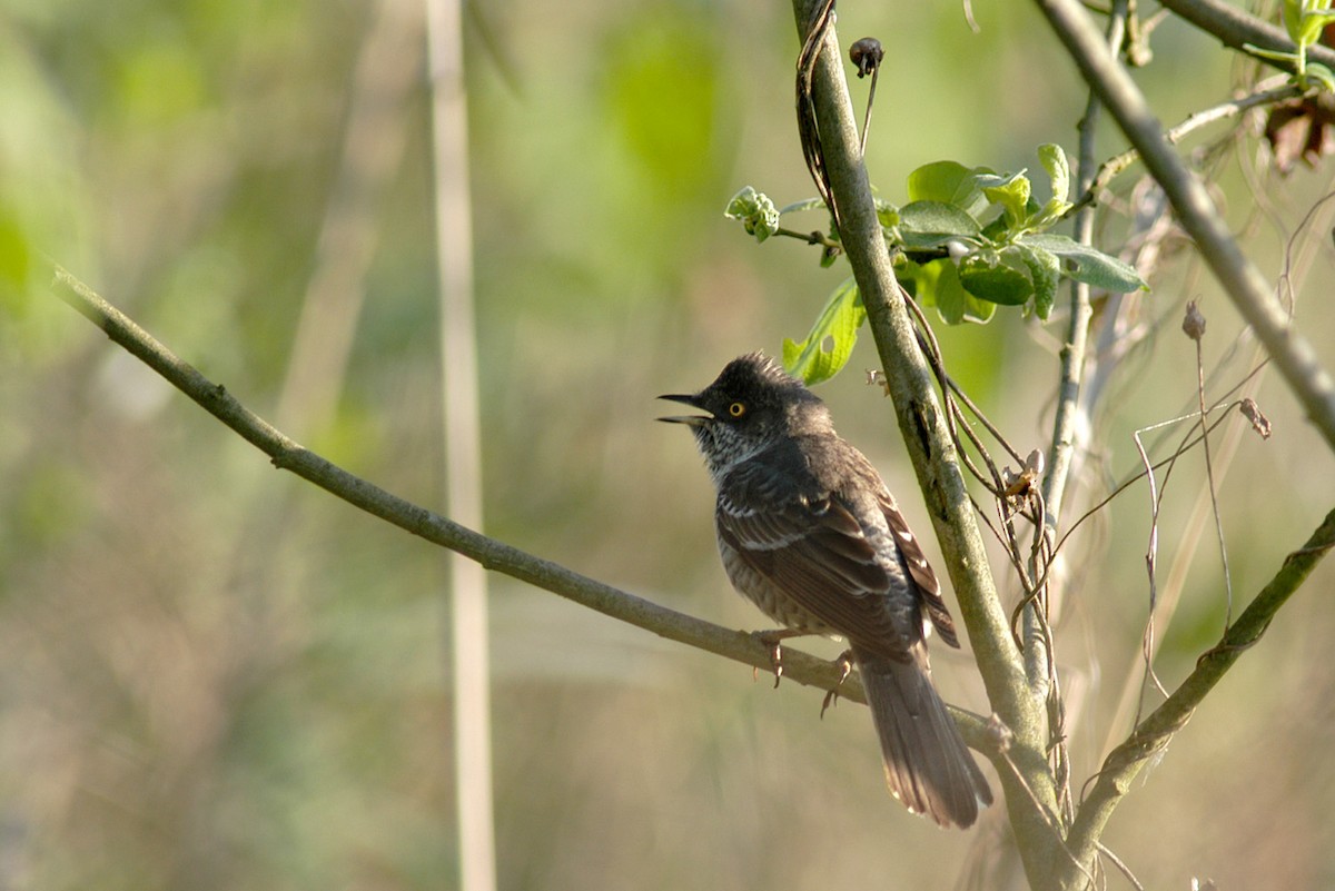 Barred Warbler - ML647453976