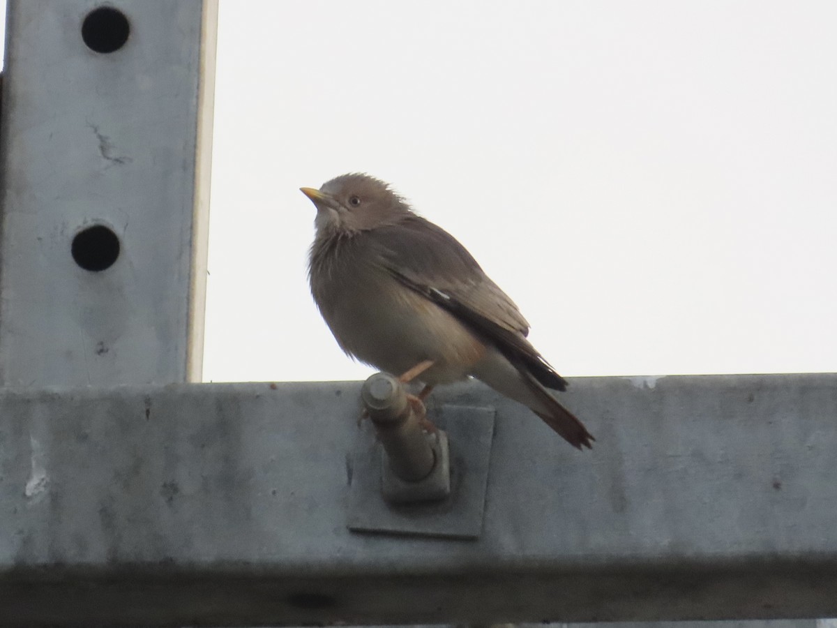 Chestnut-tailed Starling - ML647453977