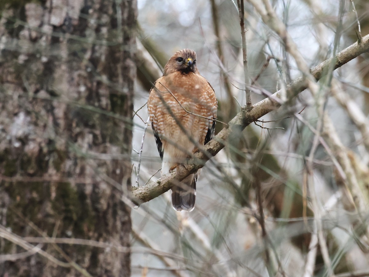 Red-shouldered Hawk - ML647453979