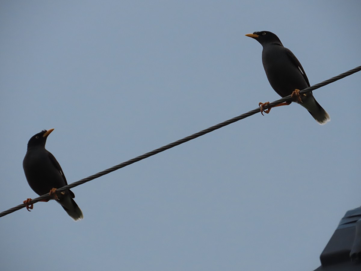 Javan Myna - ML647453980