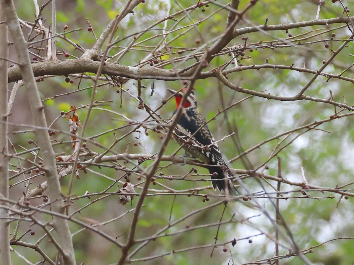 Yellow-bellied Sapsucker - ML647453981