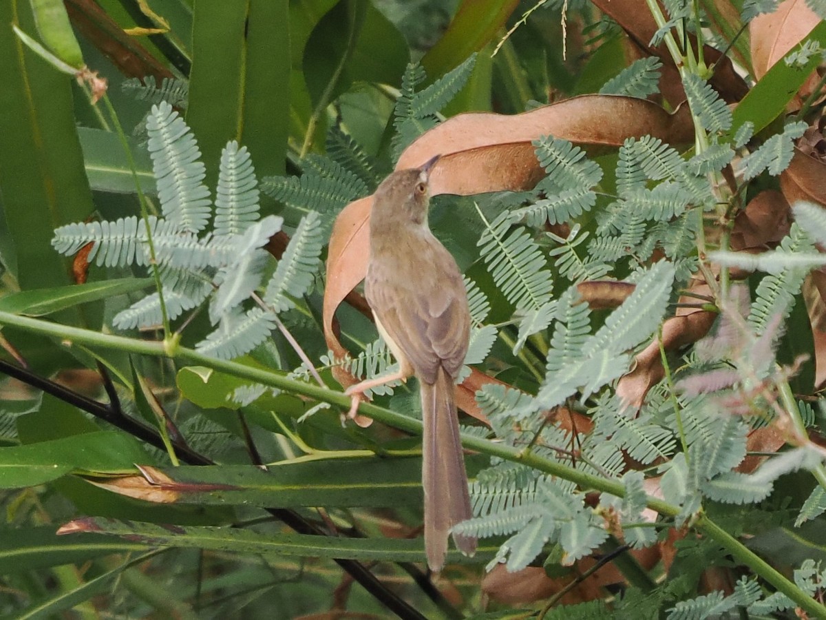 Plain Prinia - ML647453982