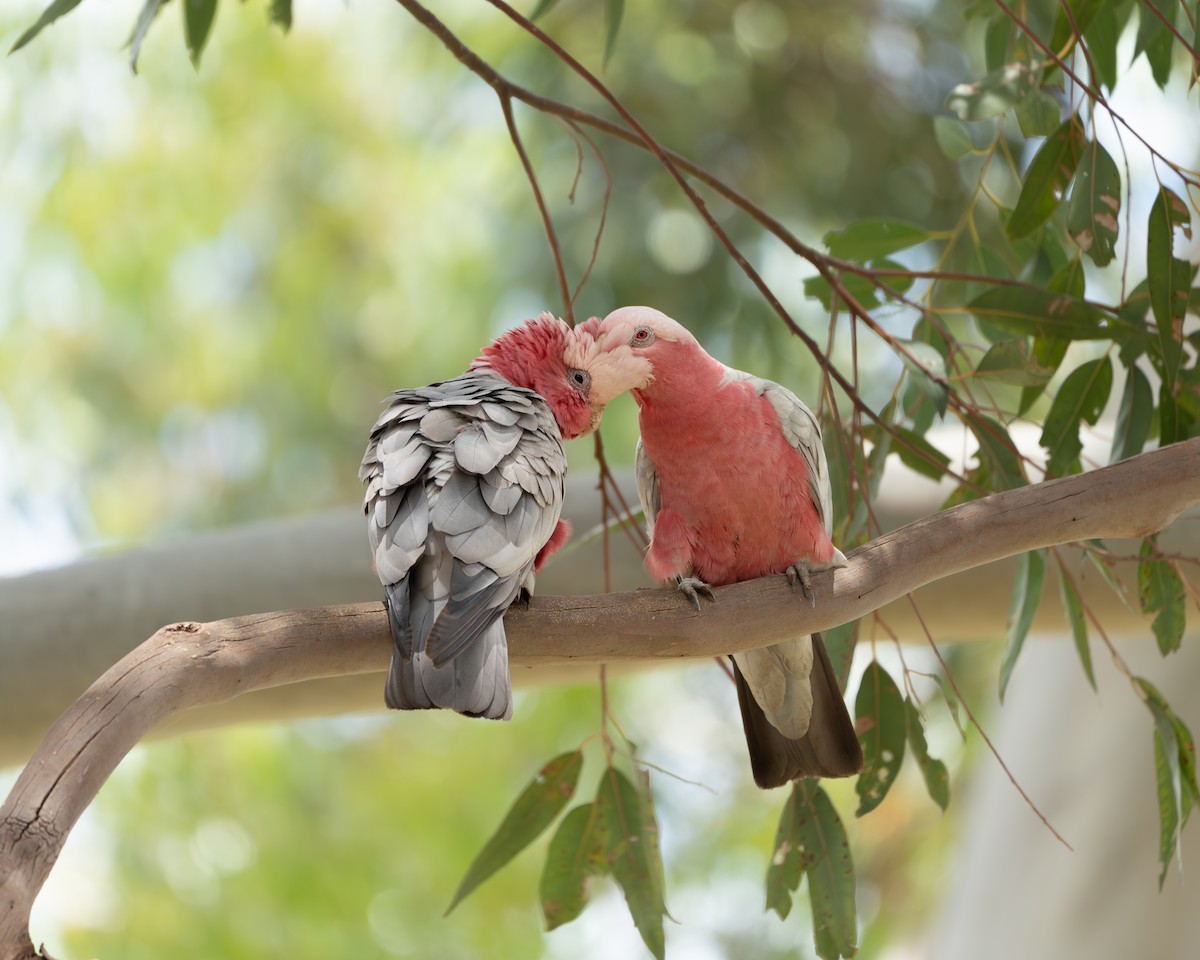 Galah - ML647453983