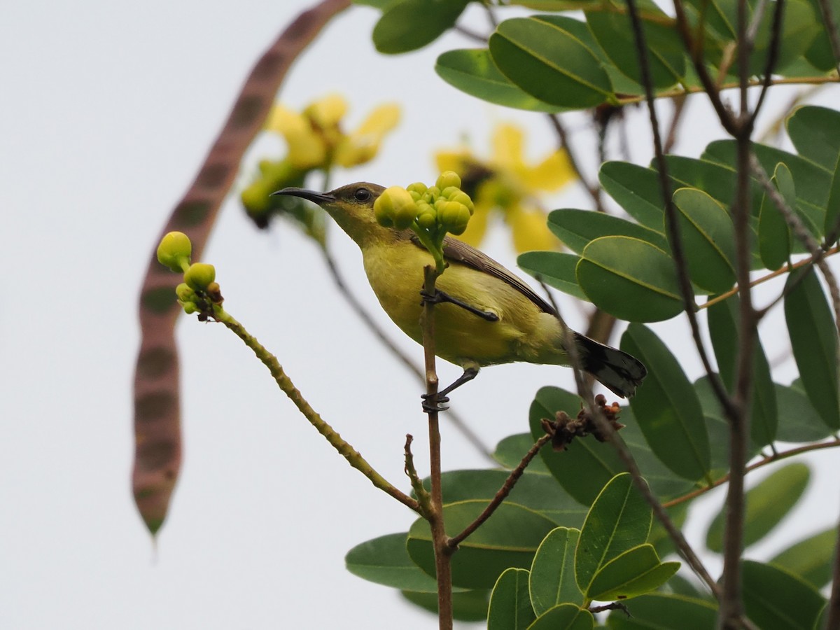 Ornate Sunbird - ML647453986