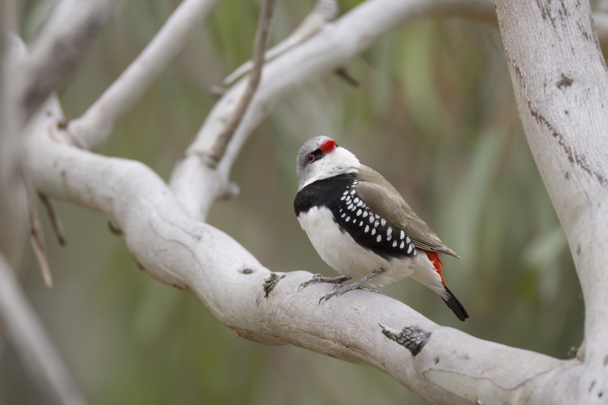 Diamond Firetail - ML647453990