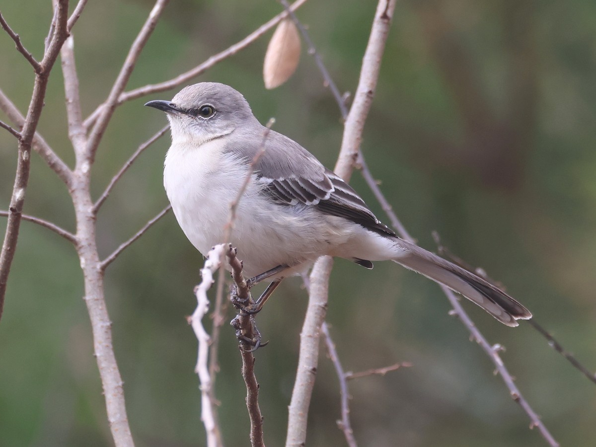 Northern Mockingbird - ML647453991