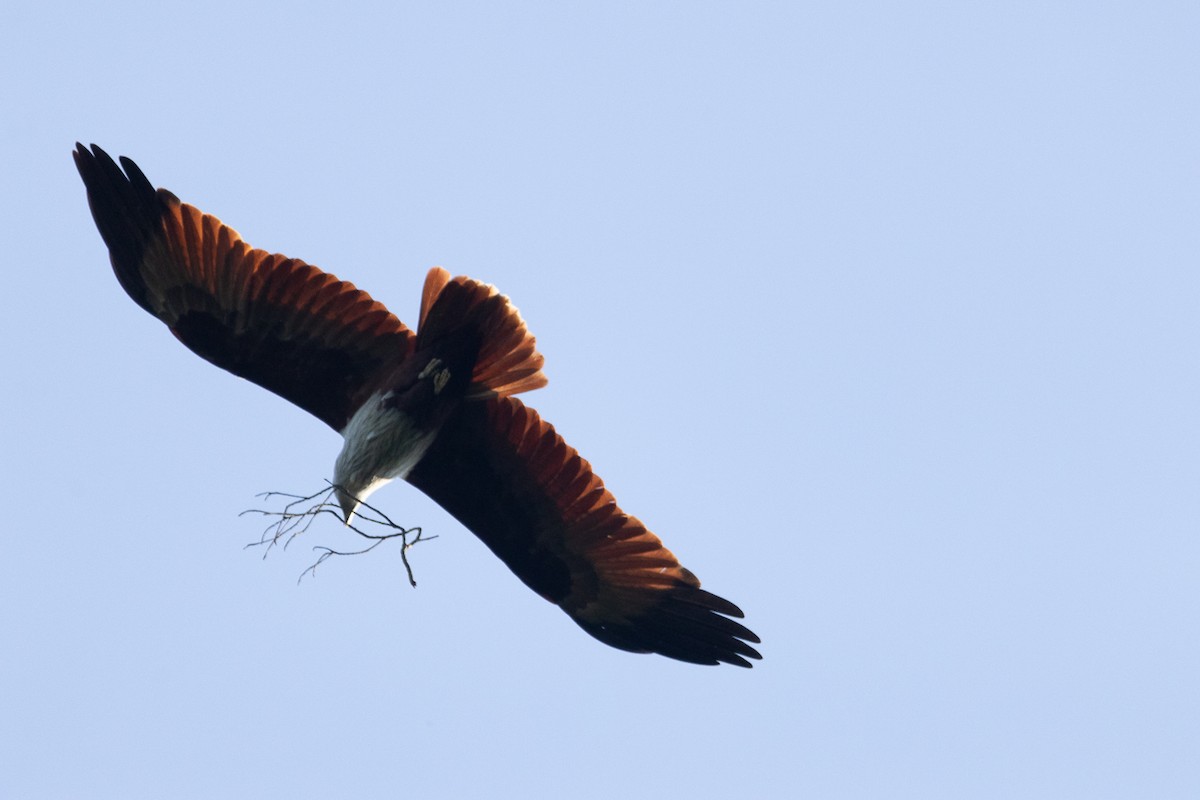 Brahminy Kite - ML647453992