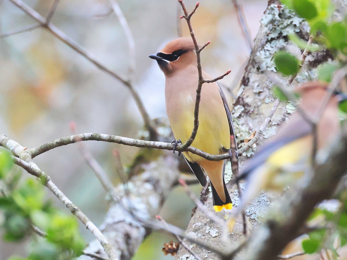 Cedar Waxwing - ML647453995