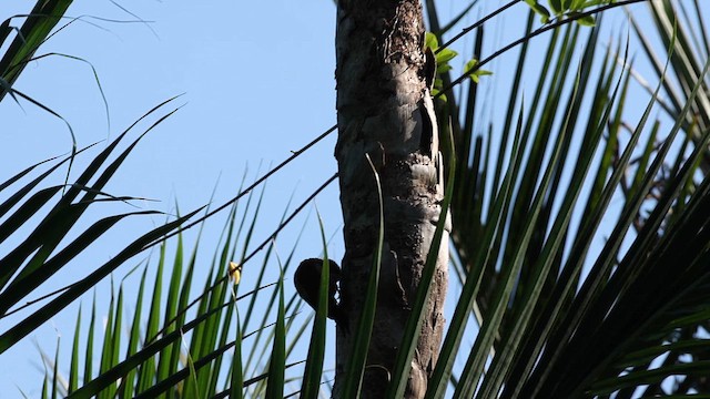 žluna suříková - ML647454009