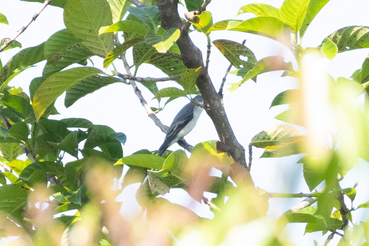 サンショウクイ - ML647454010