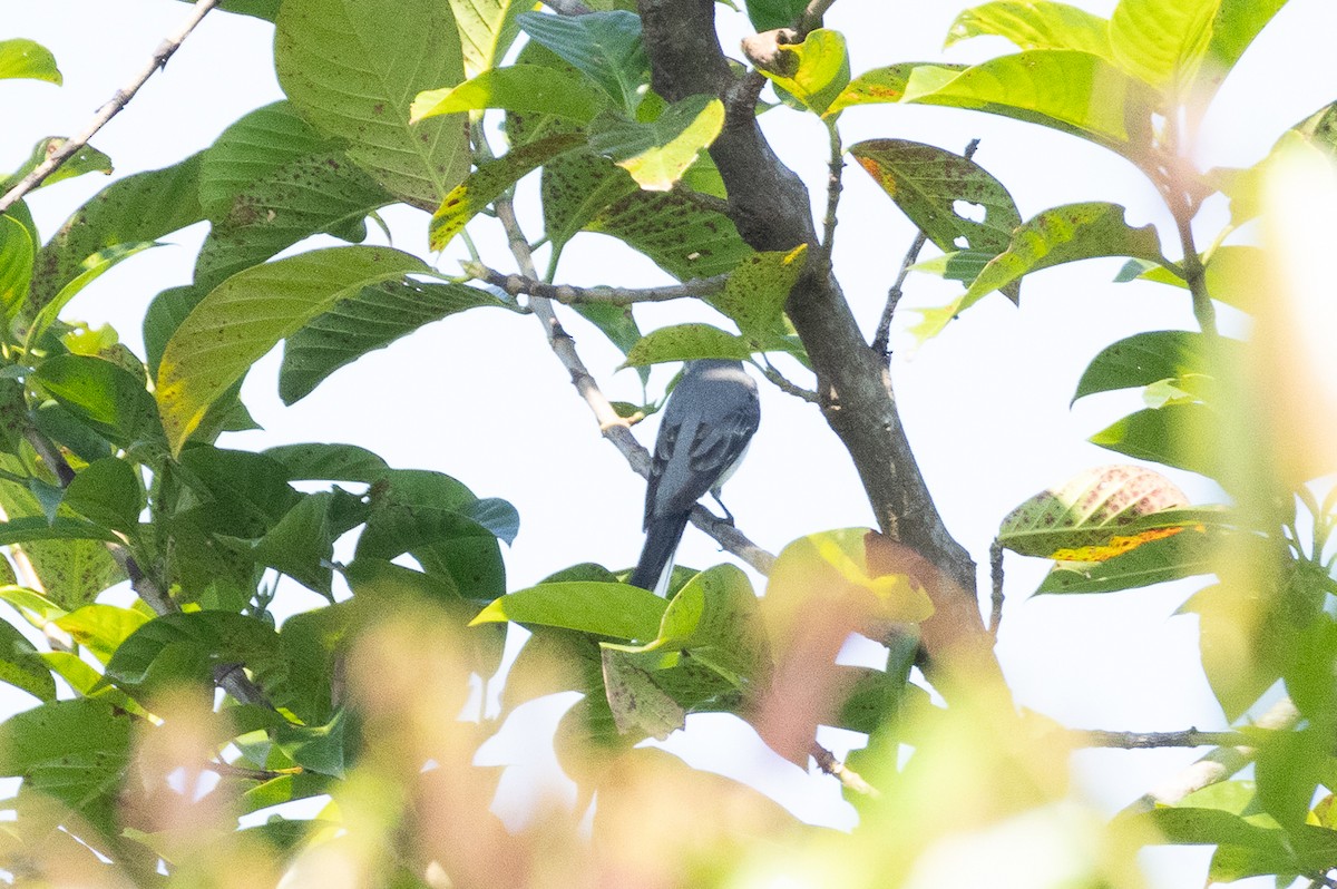 サンショウクイ - ML647454011