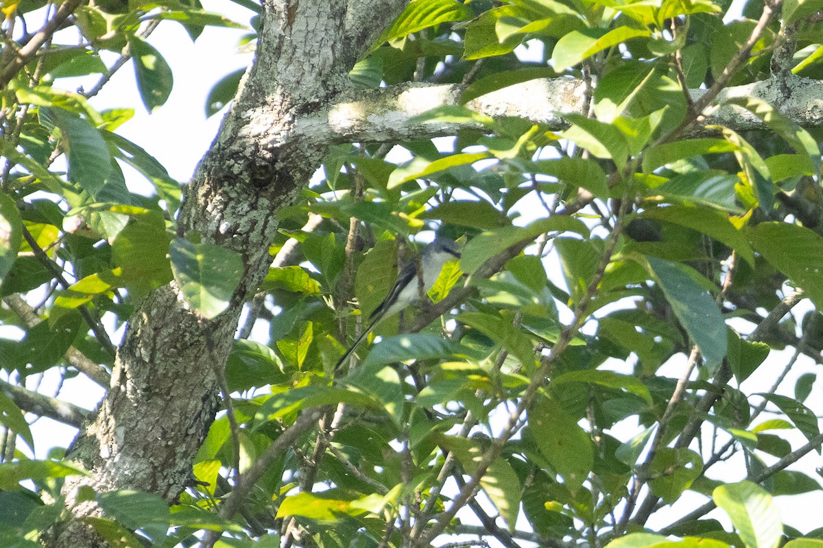 サンショウクイ - ML647454012