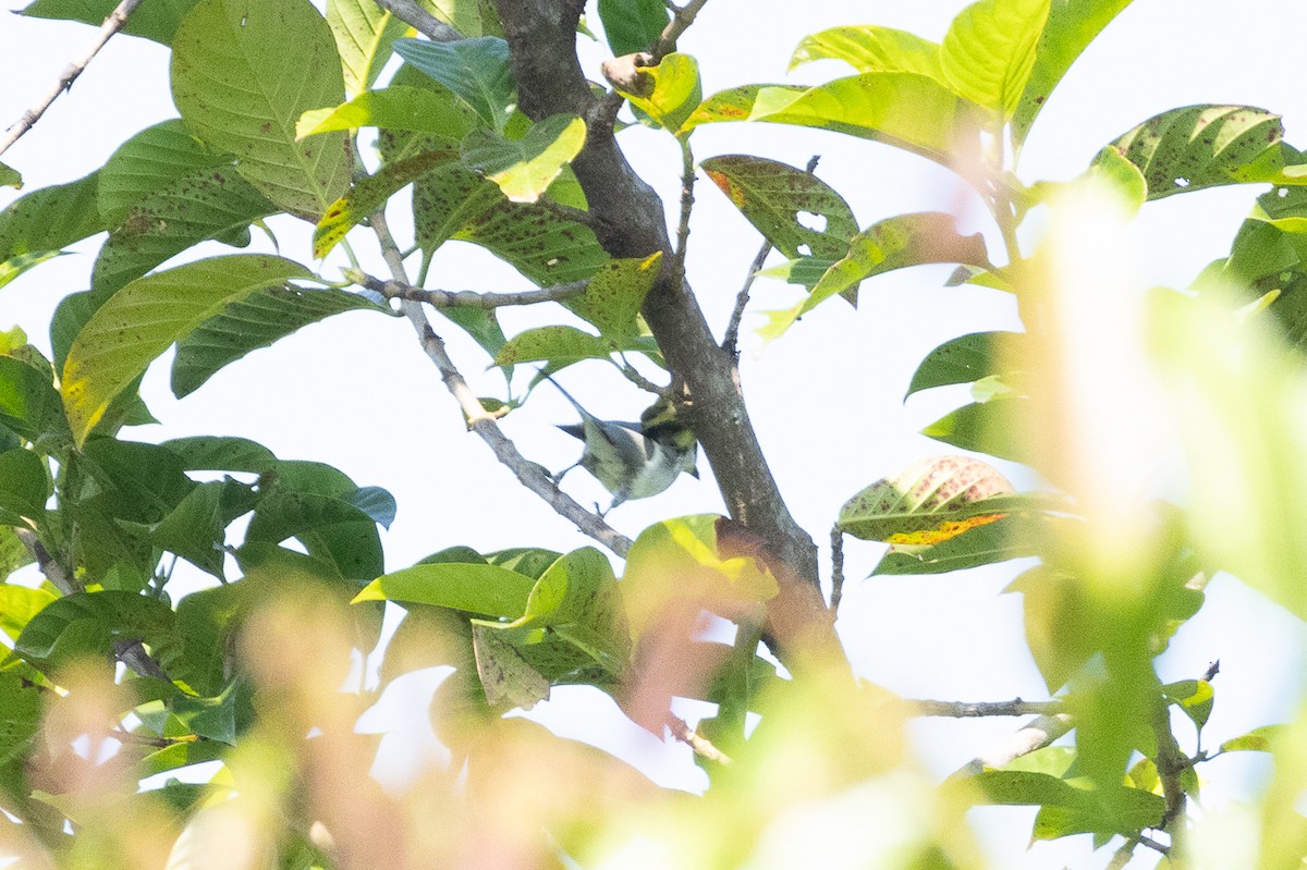 サンショウクイ - ML647454013