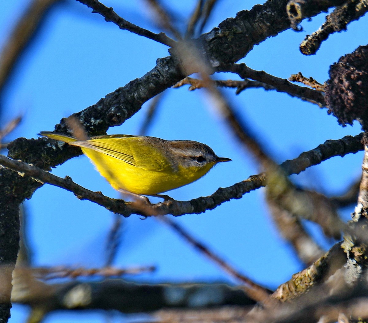 Gray-hooded Warbler - ML647454026