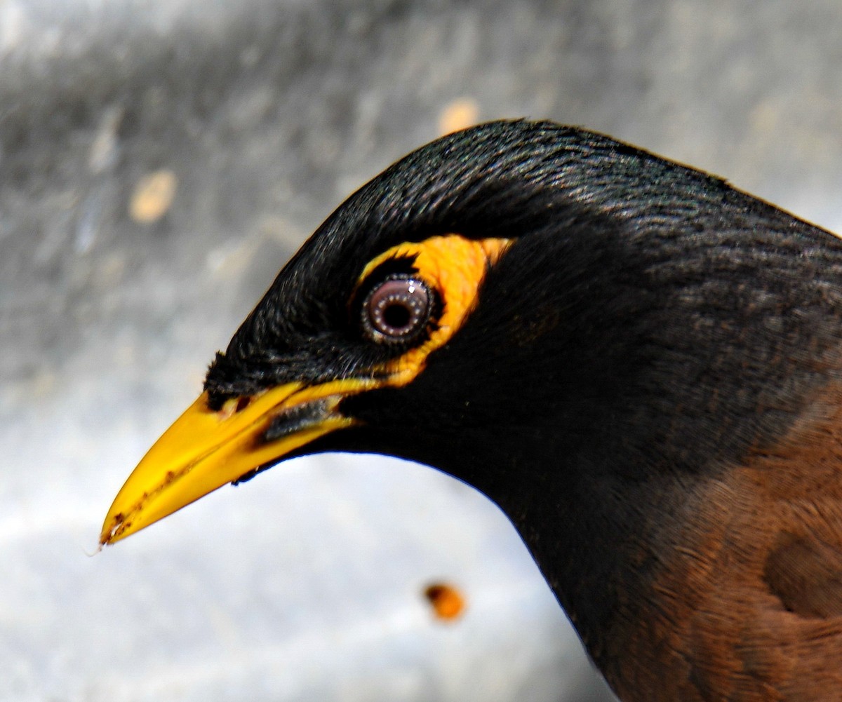 מיינה מצויה - ML647454034