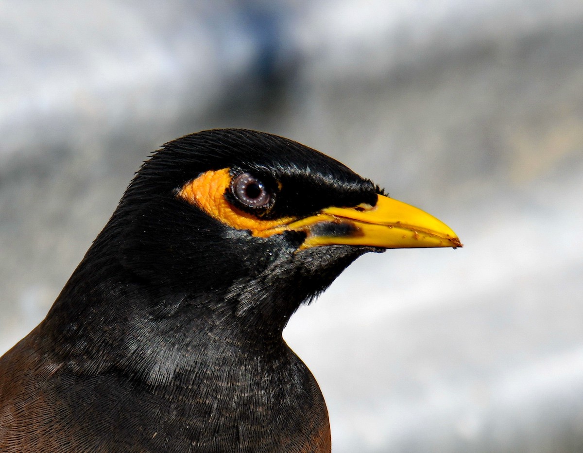 מיינה מצויה - ML647454035