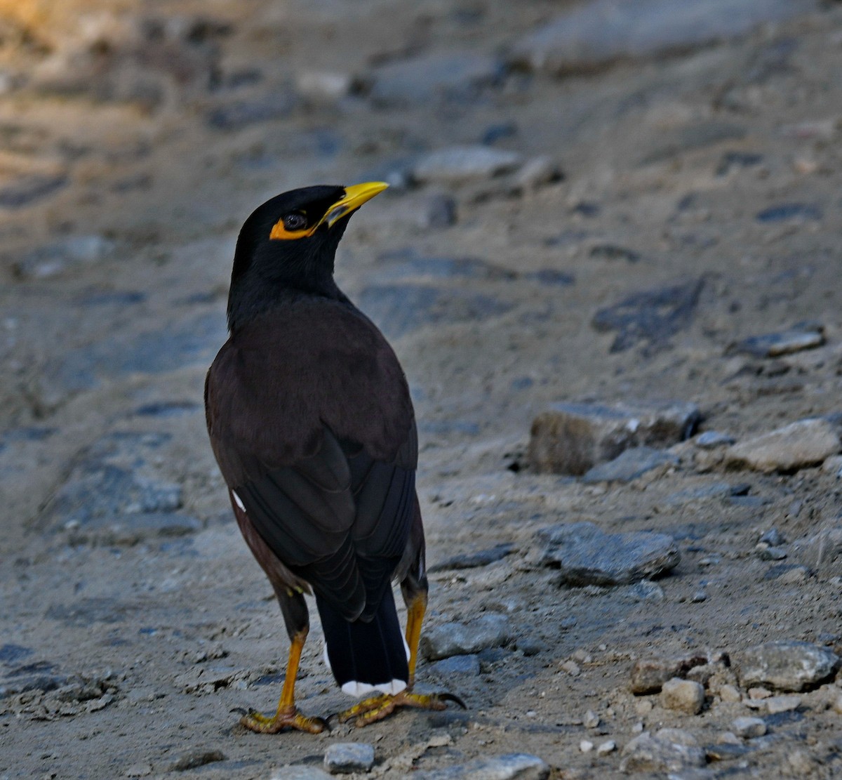 מיינה מצויה - ML647454036