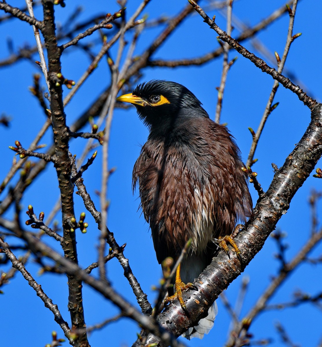 מיינה מצויה - ML647454037