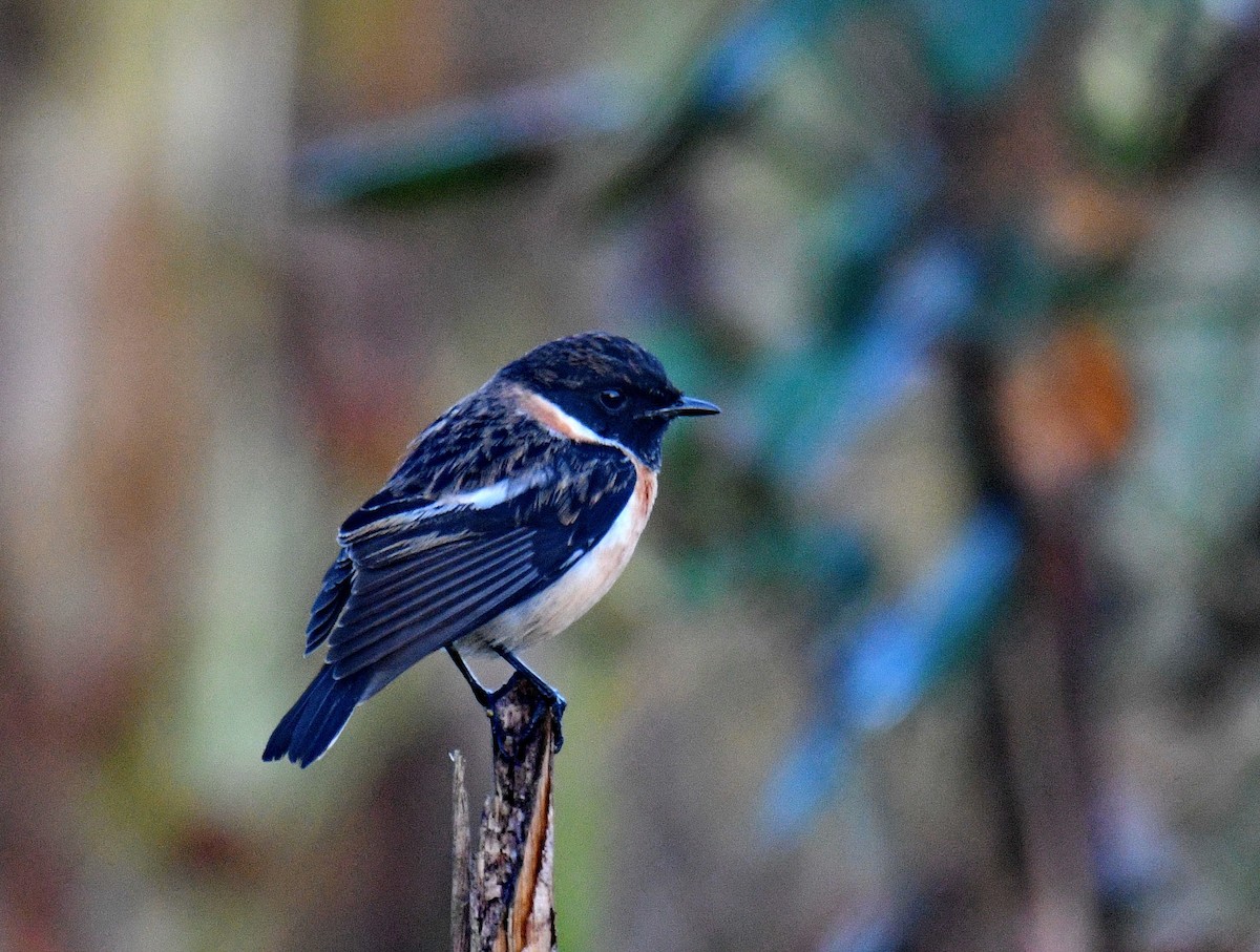 דוחל מזרחי - ML647454040