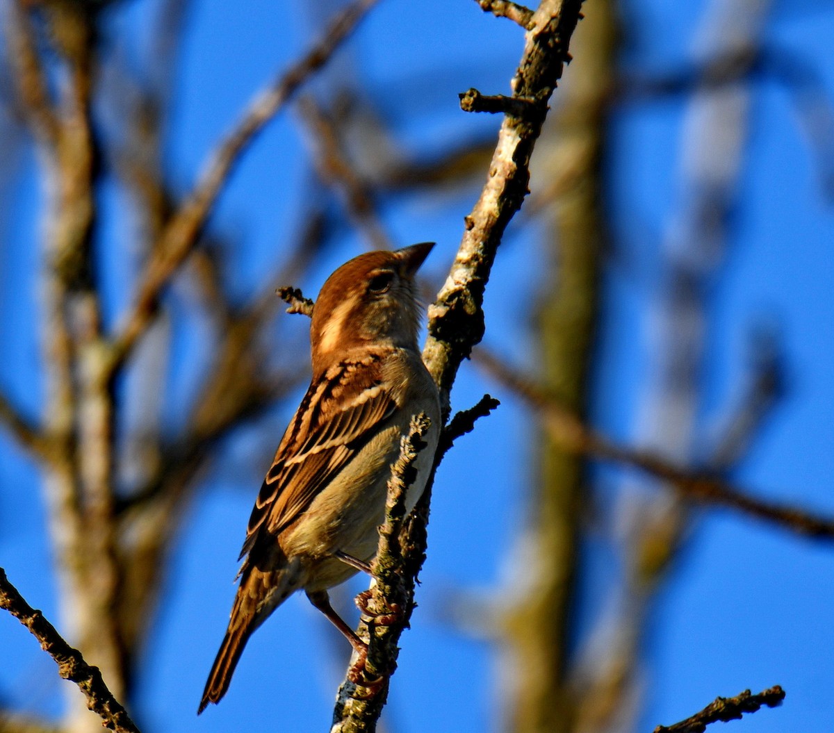 Russet Sparrow - ML647454044