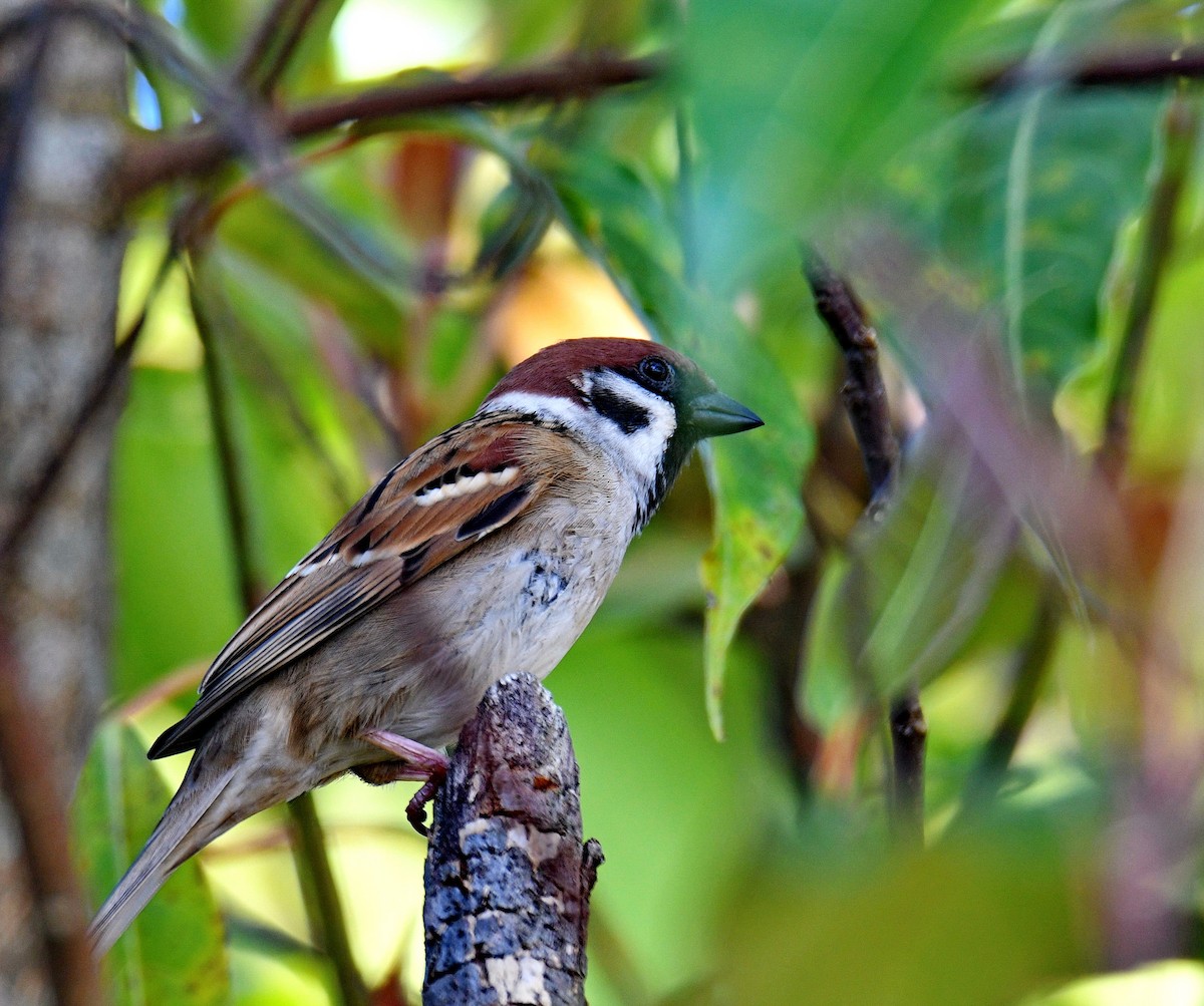 דרור הרים - ML647454049
