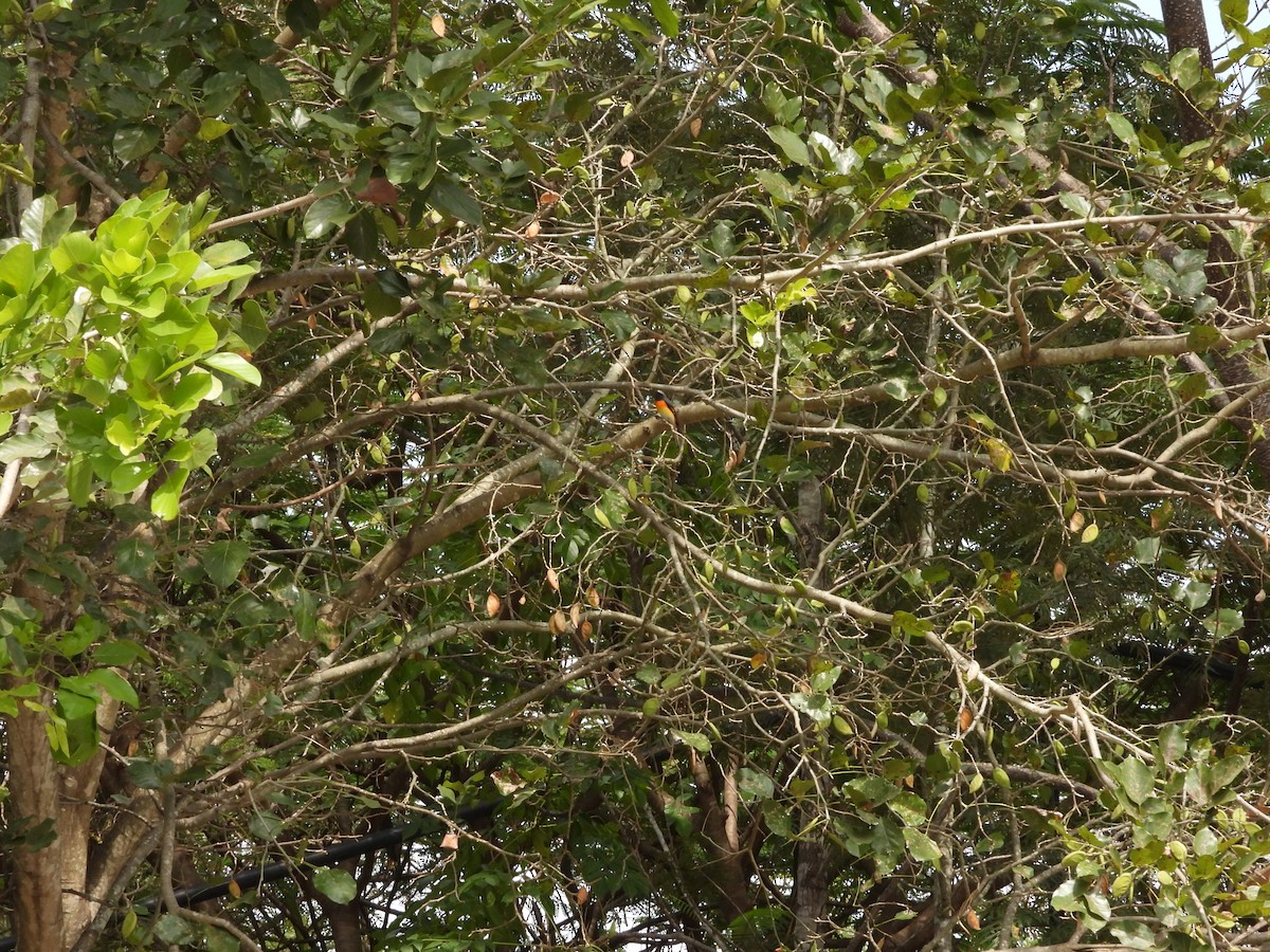 Zwergmennigvogel - ML647454051